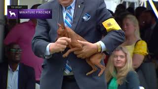 Miniature Pinschers  Breed Judging 2022 [upl. by Dorelia822]