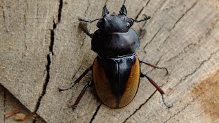 Odontolabis femoralis femoralis  Hirschkäfer  Stag Beetle [upl. by Rosati958]