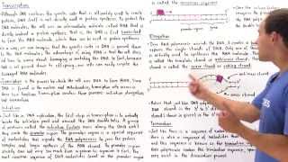 RNA Transcription [upl. by Idolla]