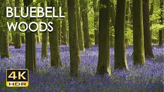 4K HDR Bluebell Woods  English Forest  Birds Singing  No Loop  Relaxing Nature Video amp Sounds [upl. by Labinnah309]