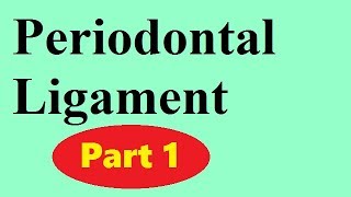 Periodontal ligament Part 1 the principal fibers [upl. by Dorwin]