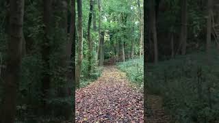 The Copse at Sharpenhoe clappers in the woods on the Chiltern Way heading to Streatley walking [upl. by Cassy]