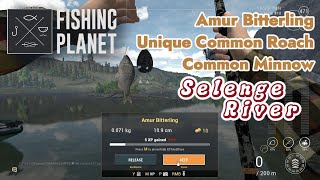 Amur Bitterling Unique Common Roach Common Minnow Selenge River  Fishing Planet [upl. by Nylirak]