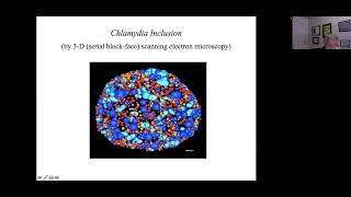 Growth of reticulate body RB Population in the Conversion Phase of Chlamydia Life Cycle [upl. by Lunnete]