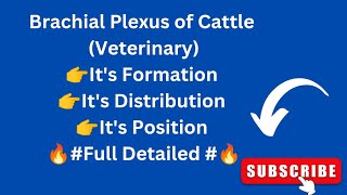 Brachial Plexus of Cattle  Forelimb Nerve Supply of Ox  Veterinary Neurology [upl. by Nehtan]