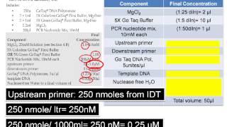 Assemble PCR Assay The DNA Lab [upl. by Halie]