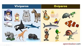 Animales viviparos y oviparos para niños de primaria [upl. by Shaefer]