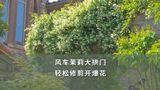 【海媽園藝課堂31】風車茉莉大拱門，輕鬆修剪開爆花 Arch of Trachelospermum Jasminoides Pruning [upl. by Colson]