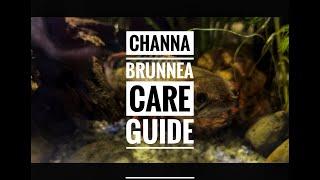 Channa Brunnea Care Guide [upl. by Shani]