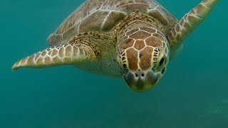 Swimming with Sea Turtles Eating [upl. by Ahsieyt]