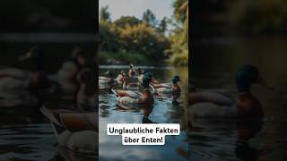 Unglaubliche Fakten über Enten tiere shorts facts fakten newvideo wildlife wissen duck [upl. by Sheng582]