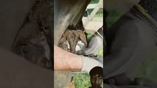 Horse foot cleaner satisfying cleaning wow horse subscribe like [upl. by Flory134]