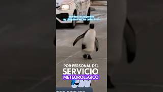 argentina ay pinguinos en las calles tiktok argentina pinguno frio humor meme mexico viral [upl. by Perr832]