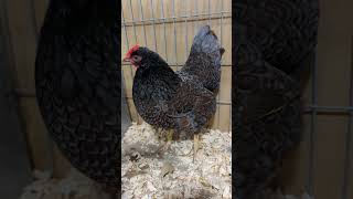 A beautiful blue laced barnevelder hen [upl. by Jackie]