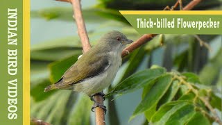 The Thickbilled Flowerpecker Dicaeum agile [upl. by Eiggem]