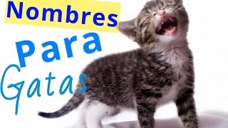 Mira nombres para gatas bonitos [upl. by Lyell]