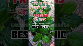 🥰Best plant growth promoter  organic growth  plantkigrowth growthforplants youtubeshorts [upl. by Kalina126]