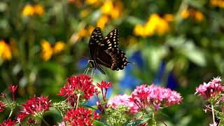 Courtship Dance of the Palamedes Swallowtail [upl. by Loretta123]