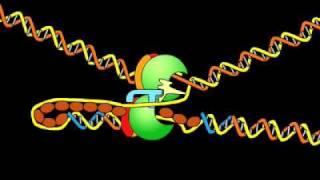 DNA replication fork [upl. by Reni]