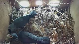 Jackdaws from egg to fledge 2021 [upl. by Kleinstein]