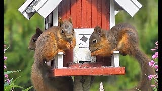 Il pranzo degli scoiattoli [upl. by Ocsisnarf]