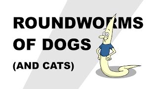 Roundworms of Dogs and Cats  Plain and Simple [upl. by Linus67]