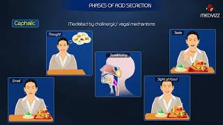 PHASES OF GASTRIC ACID SECRETION  Physiology medical animations [upl. by Atreb284]