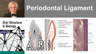 12 Periodontal Ligament [upl. by Awram]