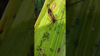 Earwig Eating Aphid Dermaptera Biocontrol [upl. by Brennen]