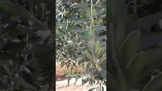 An olive tree in the Kidron Valley Jerusalem Israel [upl. by Dlanor]