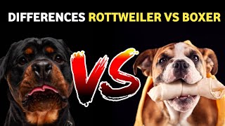 Rottweiler Vs Boxer comparison  Dog VS Dog  Boxer vs Rottweiler dog [upl. by Ecirpak]