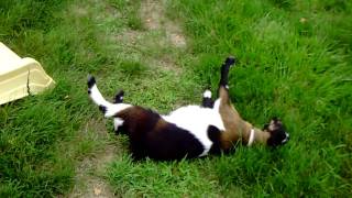 Fainting Goat  Das fallende Zieglein [upl. by Atarman180]