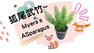 狐尾武竹 Myerss ASparagus [upl. by Rowena604]