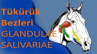 Tükürük Bezleri  GLANDULAE SALIVARIAE Konu Anlatımı [upl. by Trebmal32]