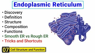 Endoplasmic Reticulum structure and function  Rough ER vs Smooth ER  Complete concept [upl. by Akel20]