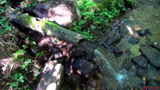 El Boutoun Del Bosc  Le Bouton en Bois  ARTISAN PYRÉNÉES  Ariège  Tv Izard [upl. by Ailsun]