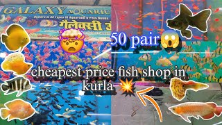 Kurla fish market  cheapest aquarium fish market in Mumbai Rupees Vlogsamplive [upl. by Asoj667]