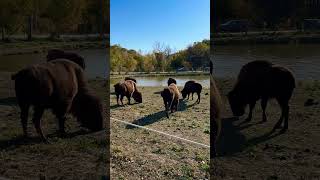 Bison Herd buffalo animals [upl. by Eardna976]