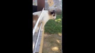 Gato miando estranho [upl. by Neelhtakyram]