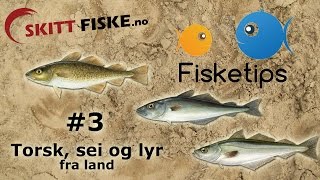 Fisketips 3 med Skitt Fiske  Fiske torsk sei og lyr [upl. by Amati]