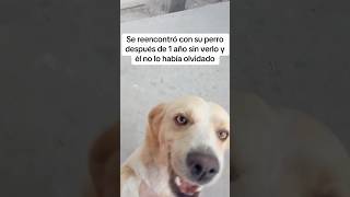 REENCUENTRO CON SU PERRO 1 AÑO DESPUÉS de PERDERLO 🐶❤️ perros adiestramiento [upl. by Bradan]