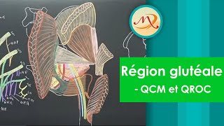 Anatomie de la région glutéale QCM et QROC [upl. by Ahsitaf]