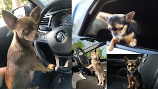 DRIVING AROUND WITH MY BOY  CHIHUAHUA FUNNY DOG VIDEOS shorts [upl. by Robbi597]