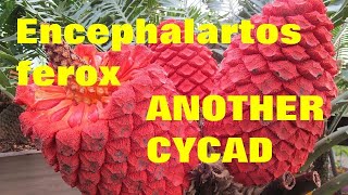 Cycad Encephalartos Ferox [upl. by Neyugn]