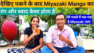 देखिए पकने के बाद Miyazaki Mango का रंग और स्वाद कैसा होता है  World Famous Miyazaki Mango Review [upl. by Gustave467]