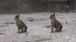 Meet the Patagonian Cavy at Southwicks Zoo [upl. by Garlan]