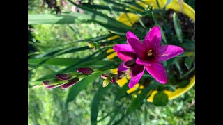 Beautiful blooming Ixia flowers  RSGB  Whatss growing on  Spring in North Texas [upl. by Naarah]