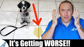 The BIGGEST Mistake People Make With Puppy House Training [upl. by Neruat]