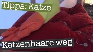 Katzenhaare mit Gummihandschuh entfernen  Tipp [upl. by Eibbob347]