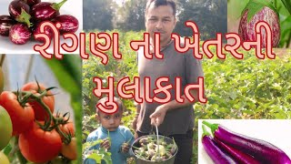 રીંગણના ખેતરની મુલાકાત  Ringan Na Khetar Ni Mulakat  Alkesh Sundhiya Vlogs [upl. by Borek]